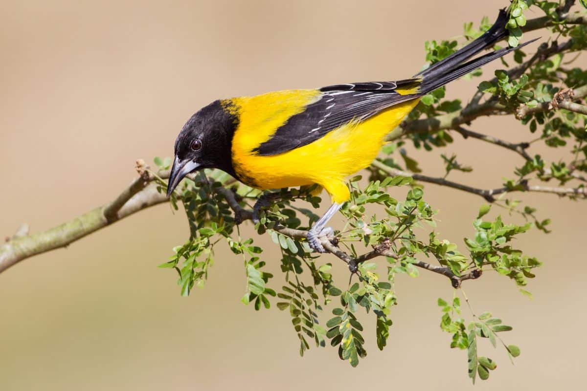 A beautiful Audubon’s Oriole perching on a branch.