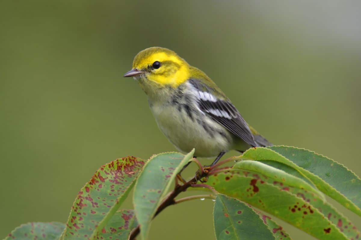 A cute Black-throated Green Warbler perched on a branch.