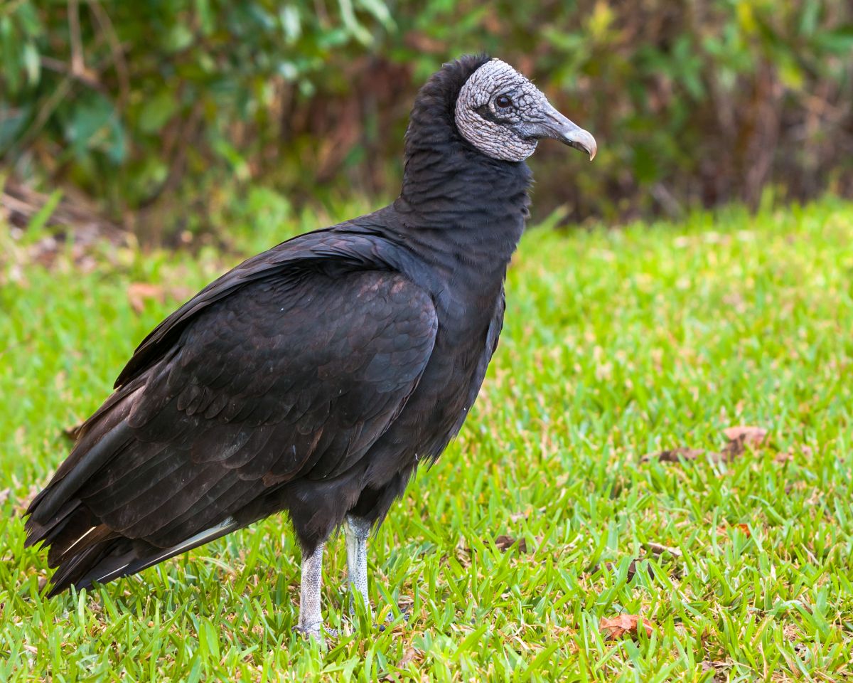A cool-looking Black Vulture standing on a meadow.