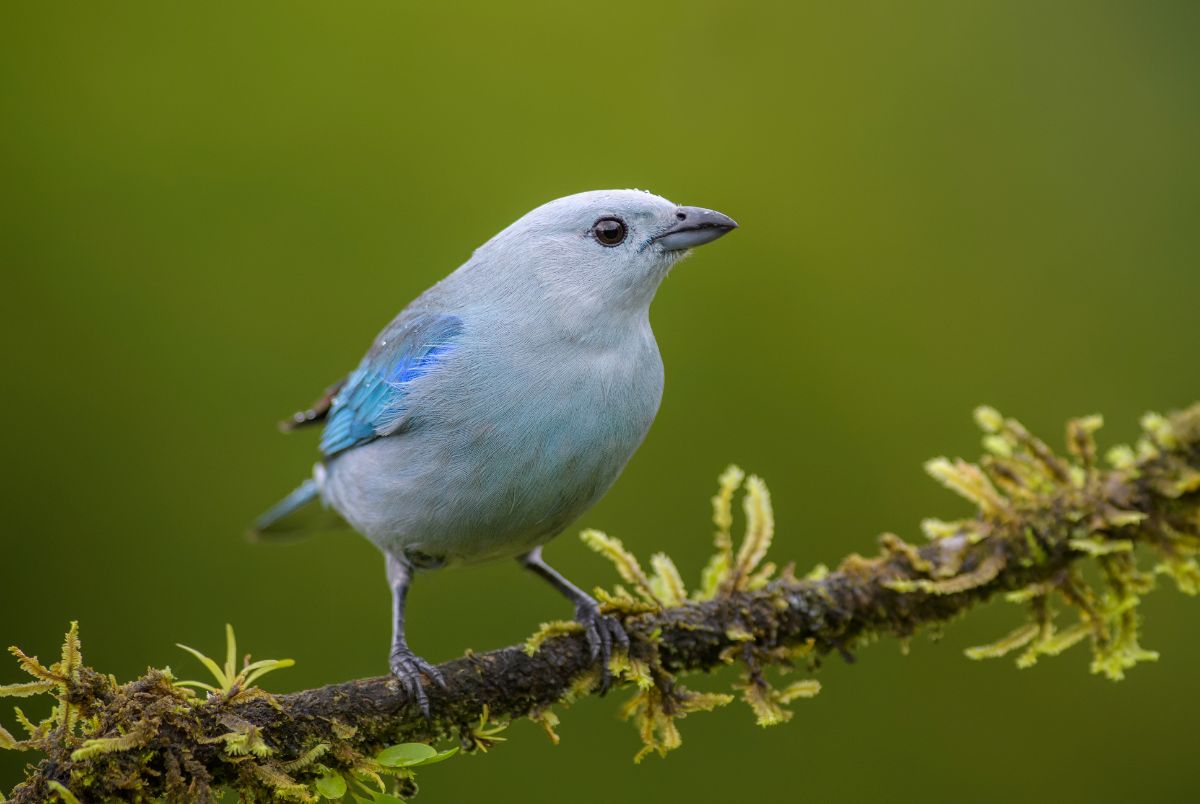 A beautiful  Blue-gray Tanager perched on a branch.