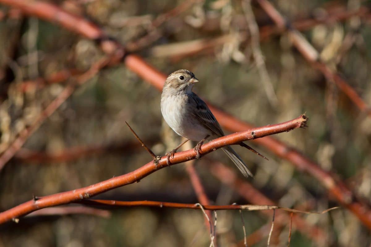 A cute Brewer’s Sparrow perched on a branch.