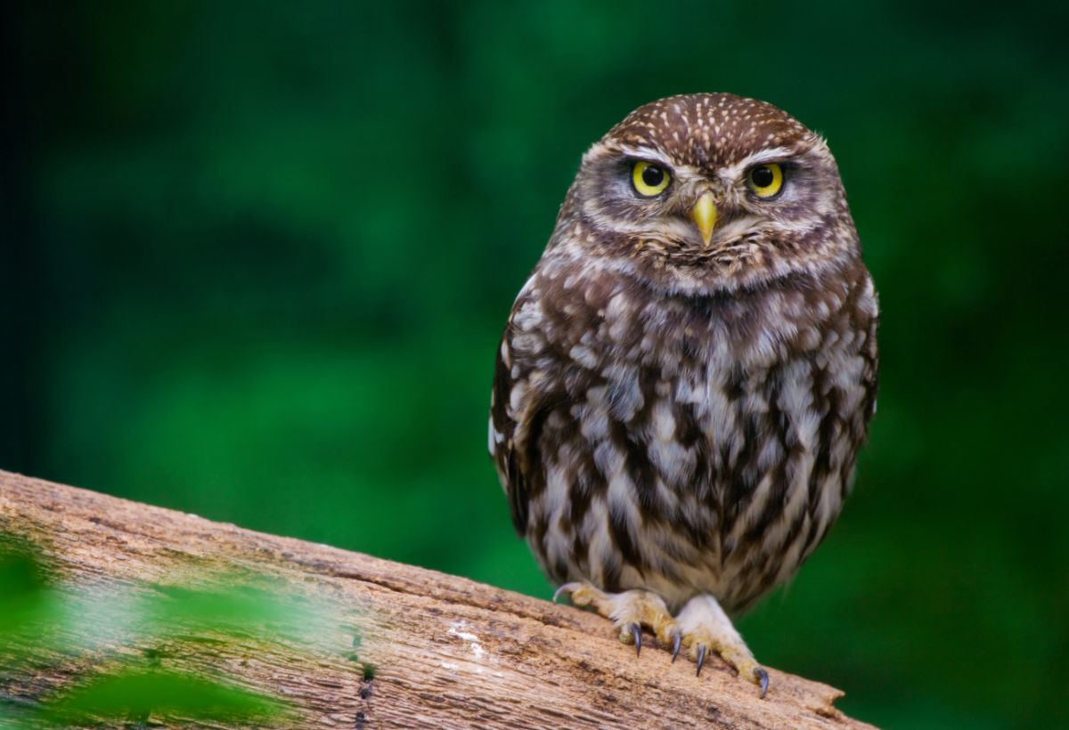 An adorable Burrowing Owl perched on a wooden log.
