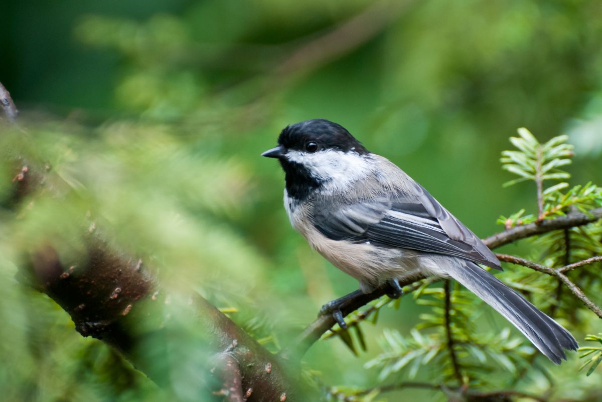 A cute Chickadee perched on a branch.