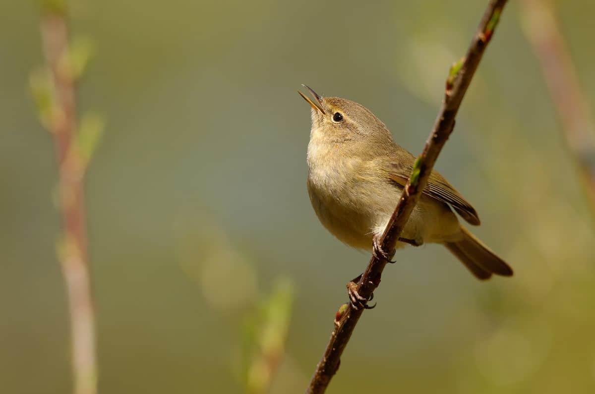 A cute Common Chiffchaff perched on a branch.