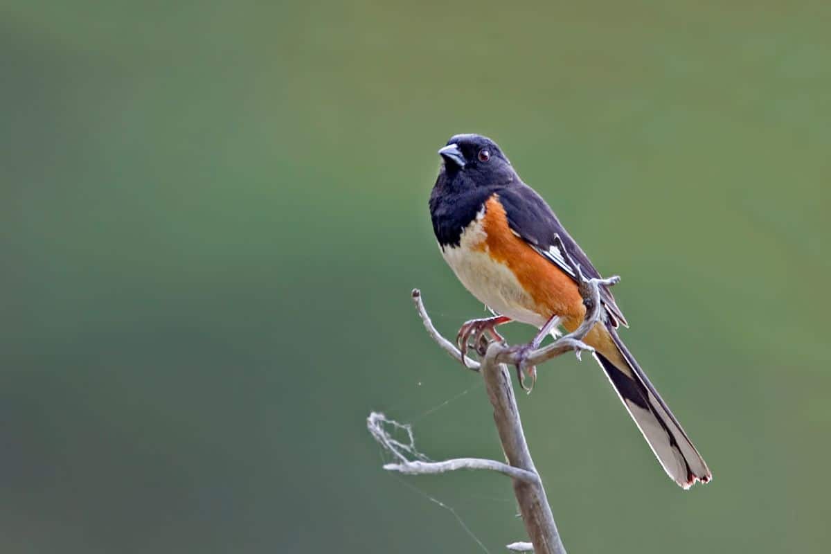 A cute Eastern Towhee perched on a branch.