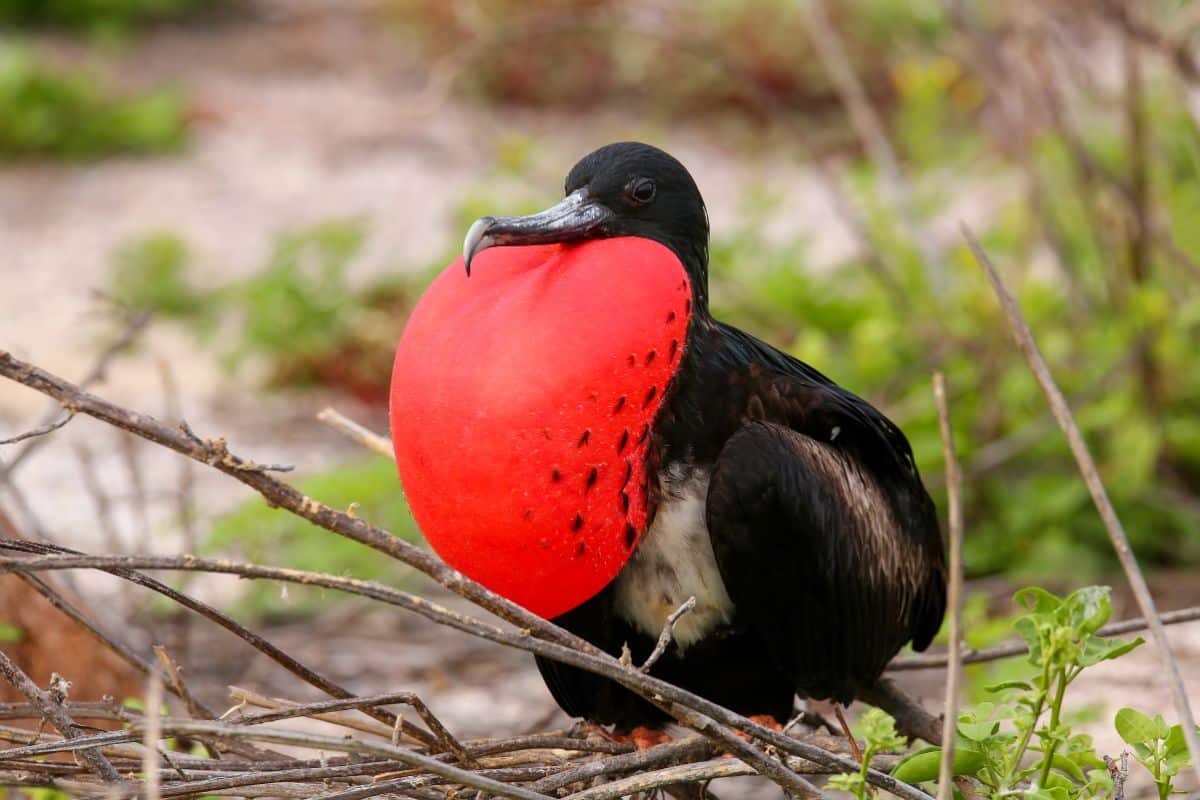 A beautiful Frigatebird perched on branches.