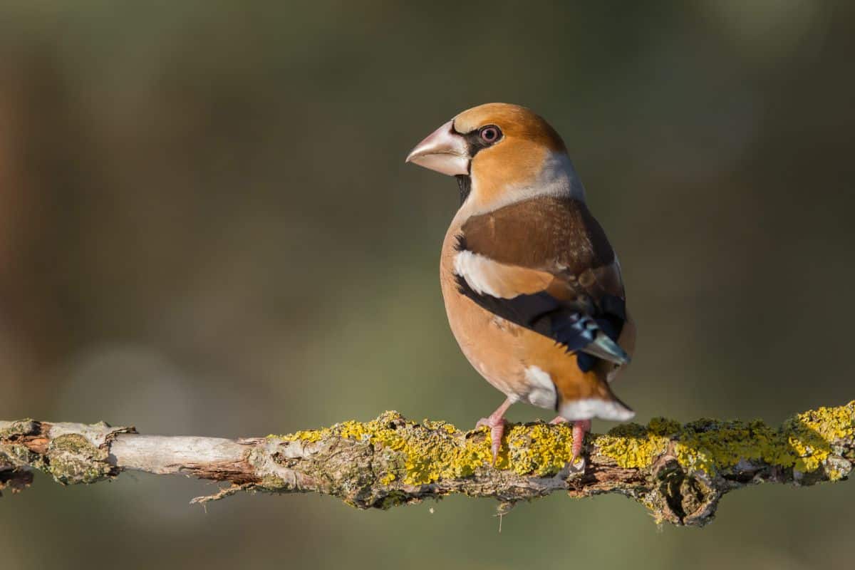 Cool-looking Hawfinch standing on an old branch.