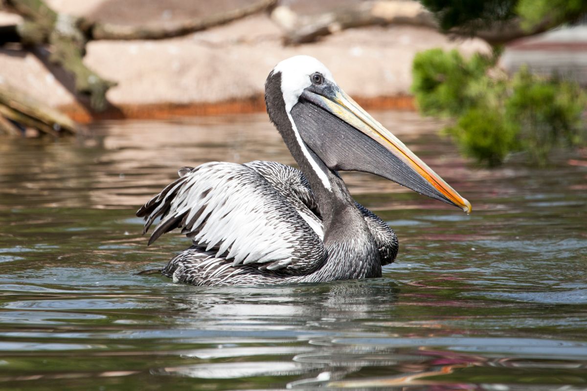 A big Peruvian Pelican swimming in water on a sunny day.