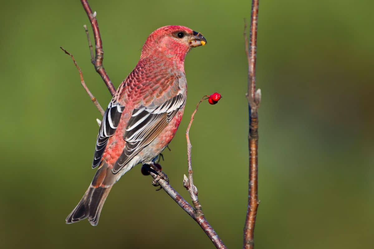 A beautiful Pine Grosbeak standing on a thin bush branch.