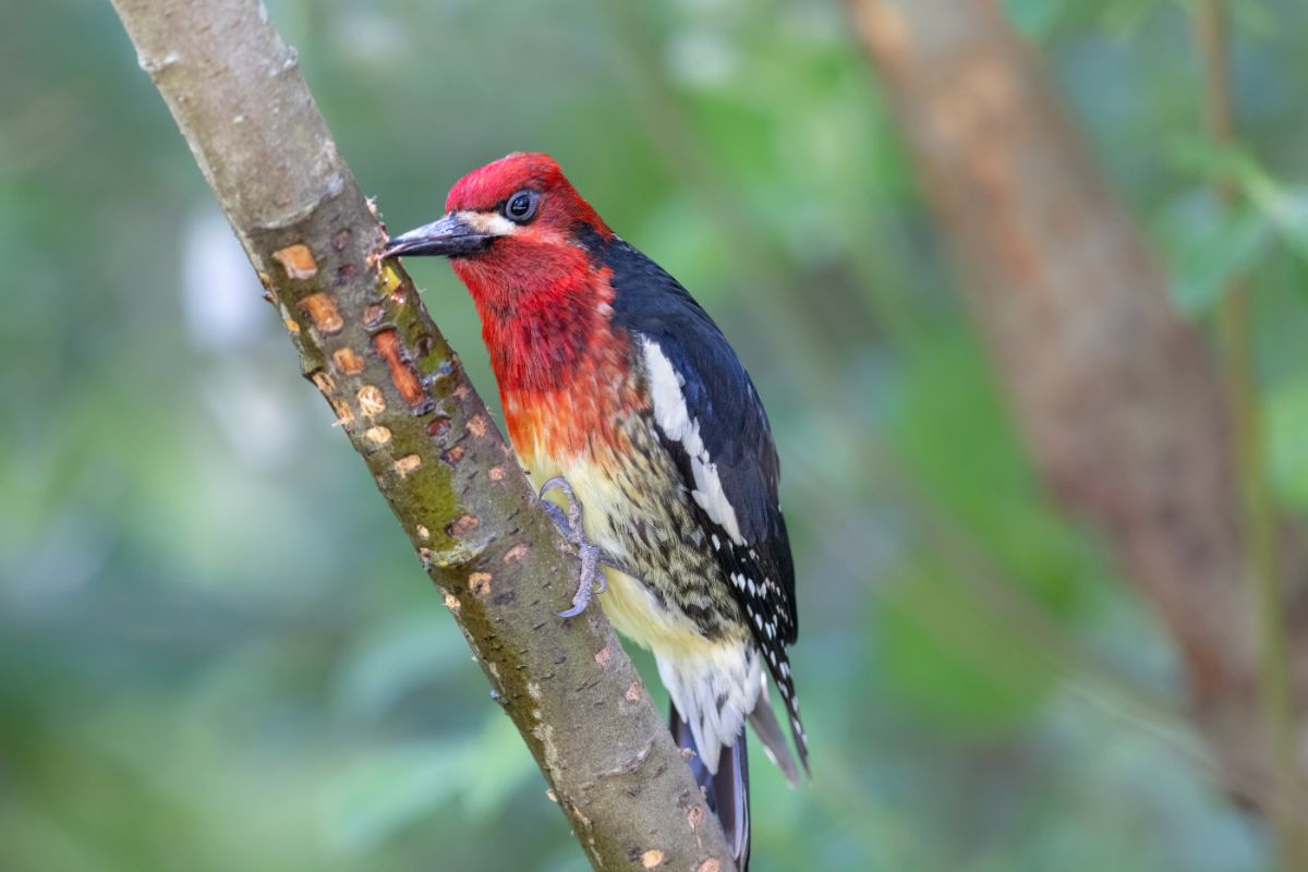 A beautiful Red-Breasted Sapsucker perched on a branch.