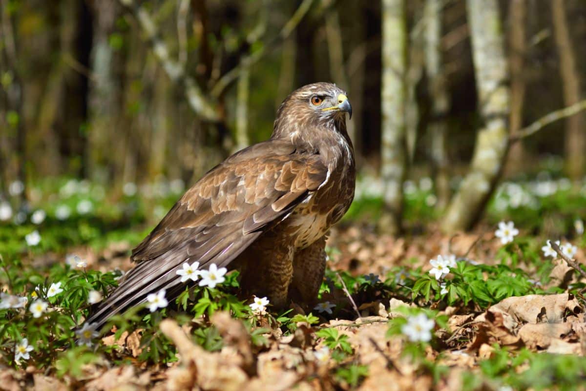 A beautiful Red-tailed Hawks standing on the ground.