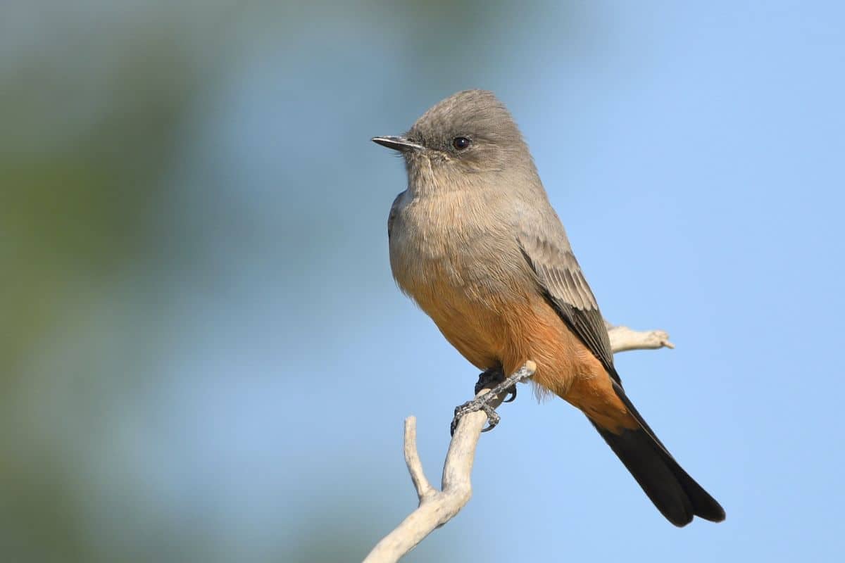 Beautiful Say's phoebe standing on a tree branch.