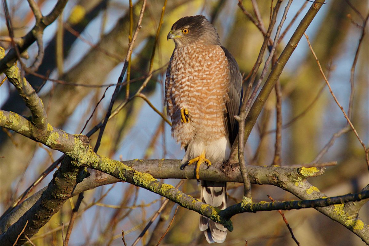 Sharp-Shinned Hawk sitting on a tree branch on a sunny day.