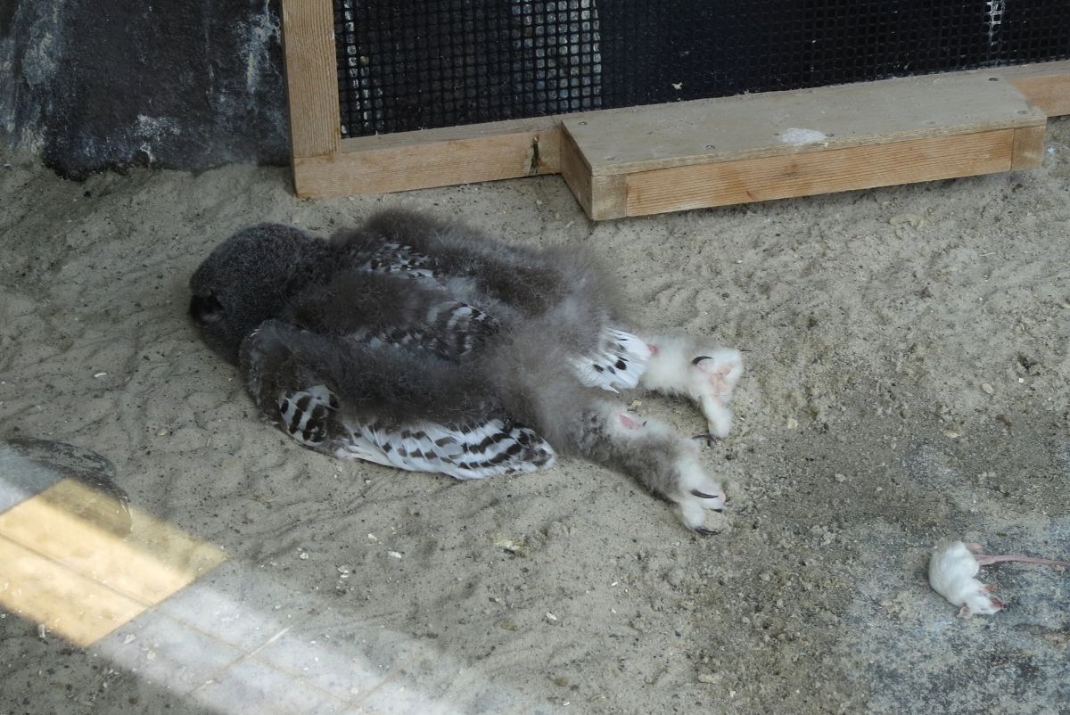 A brown owlet sleeping in a funny position on the ground