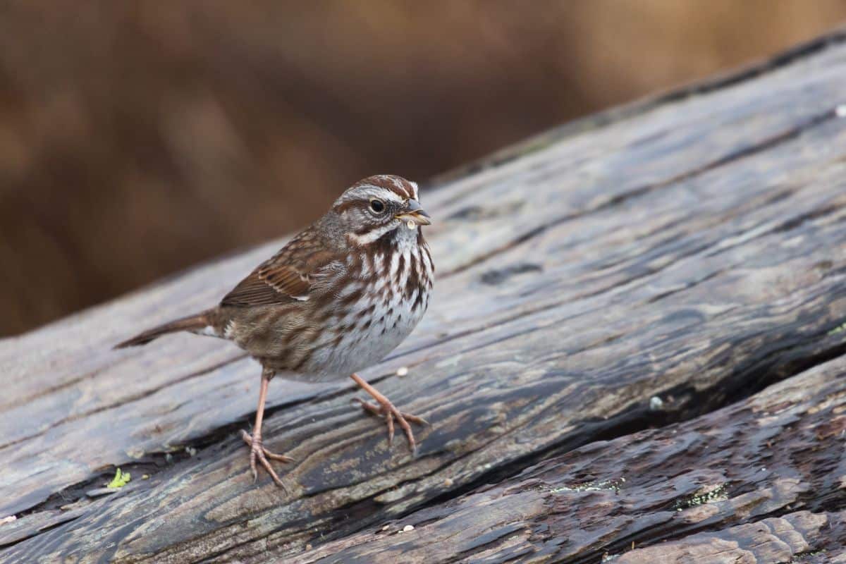 A cute Song Sparrow perched on a wooden board.