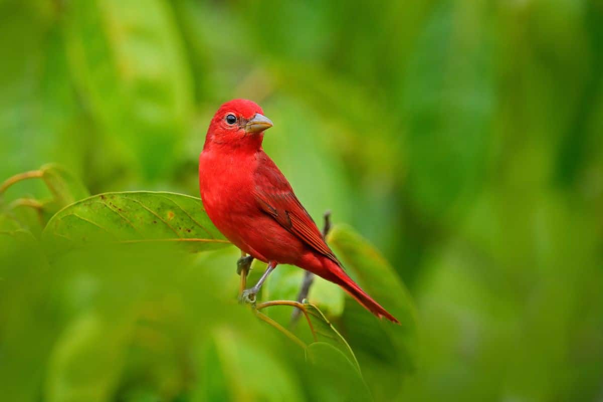 A beautiful Summer Tanager perching on branches.