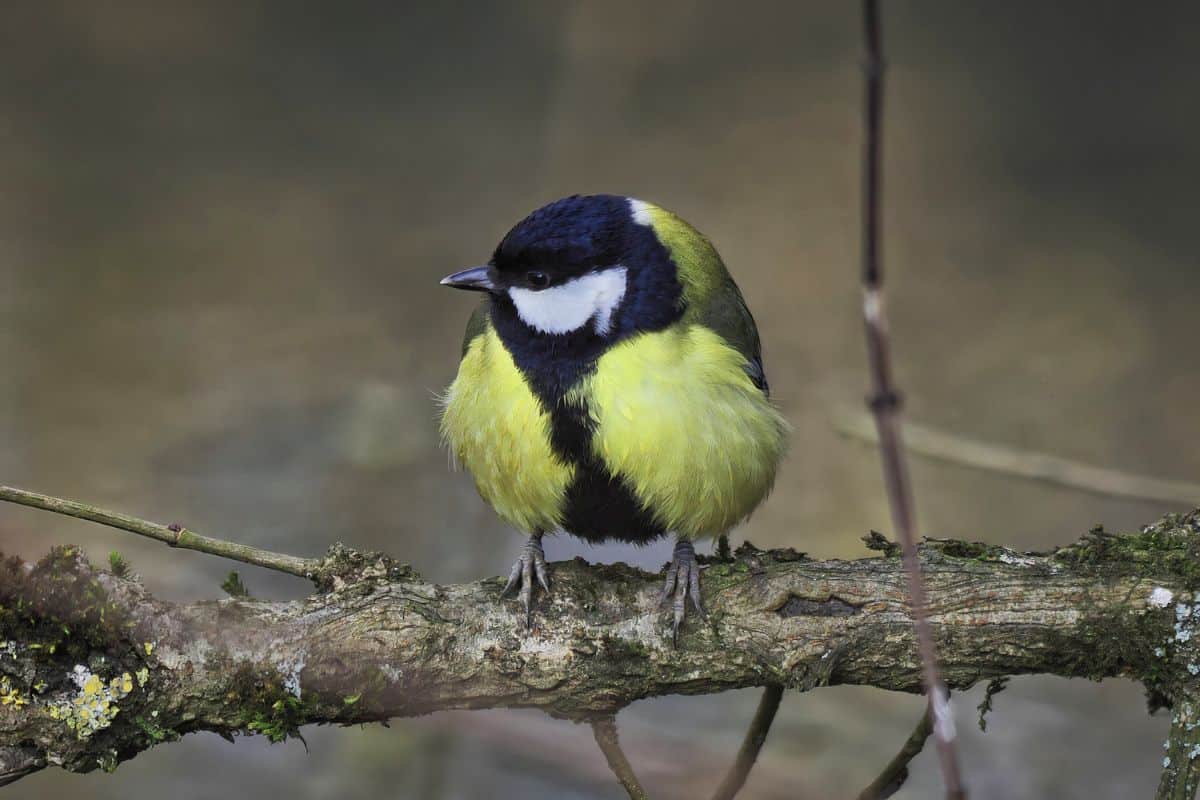 A cute great tit perched on a branch.