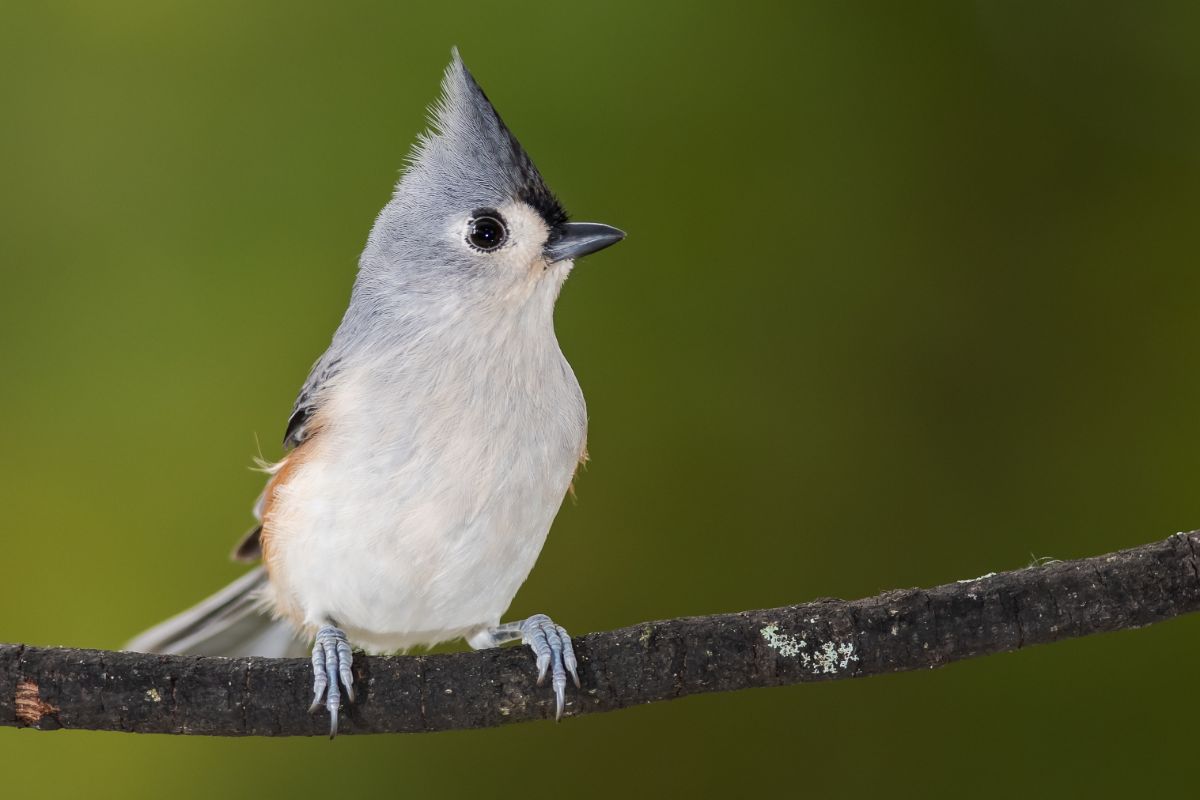 A cute Tufted Titmouse perched on a thin branch.