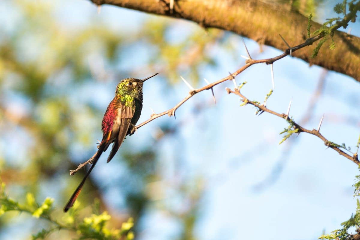 A beautiful Comet hummingbird perched on a thin branch.