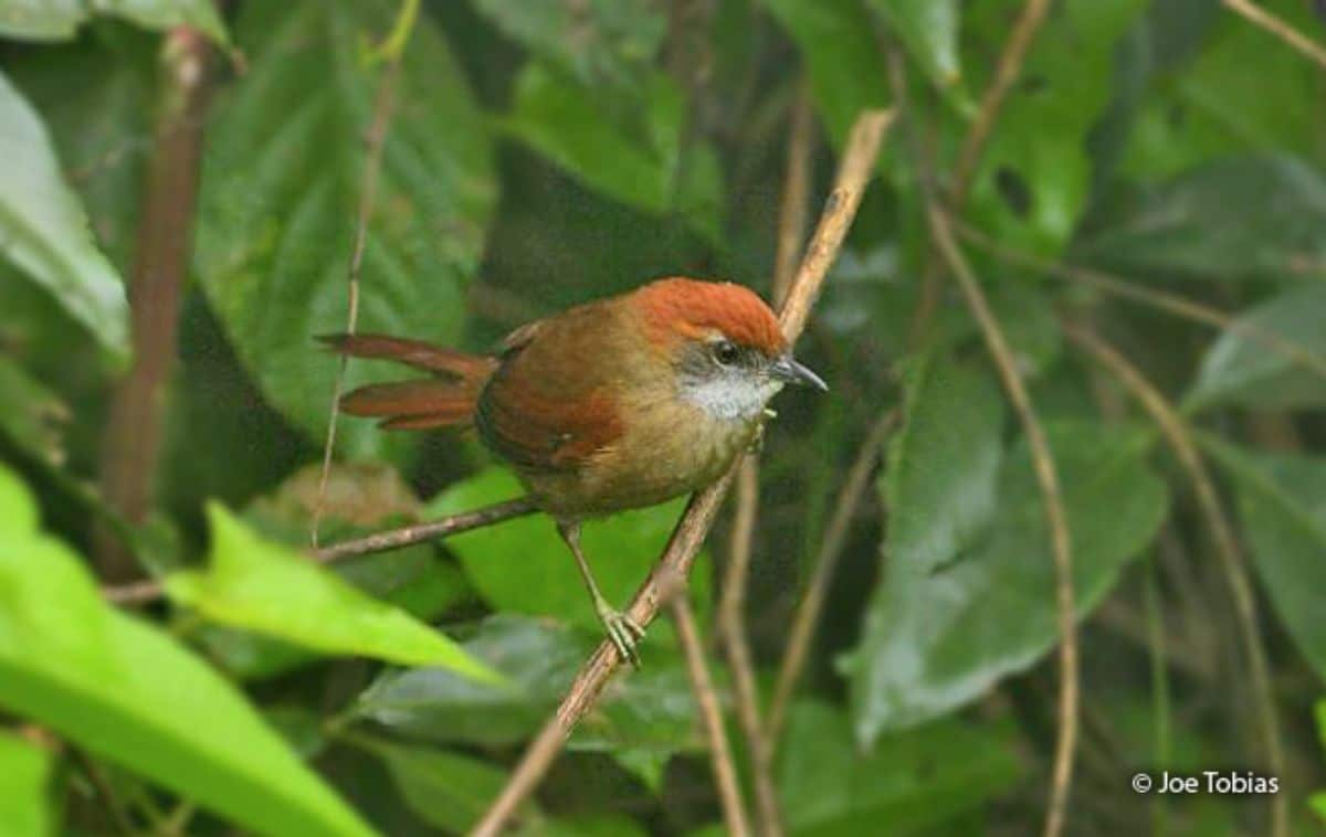 A cute Cabanis’s Spinetail perched on a thin branch.