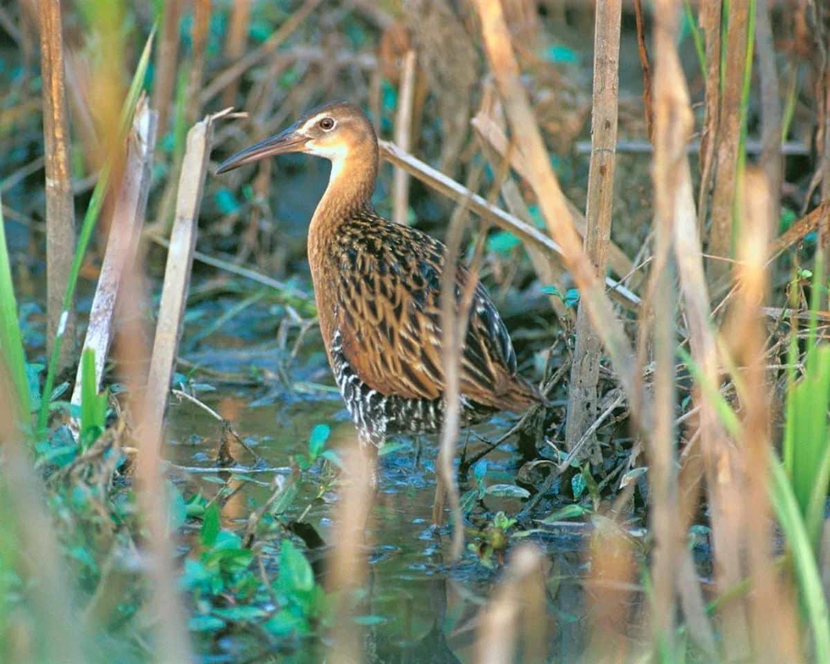 A cute Calayan Rail walking in swamp.