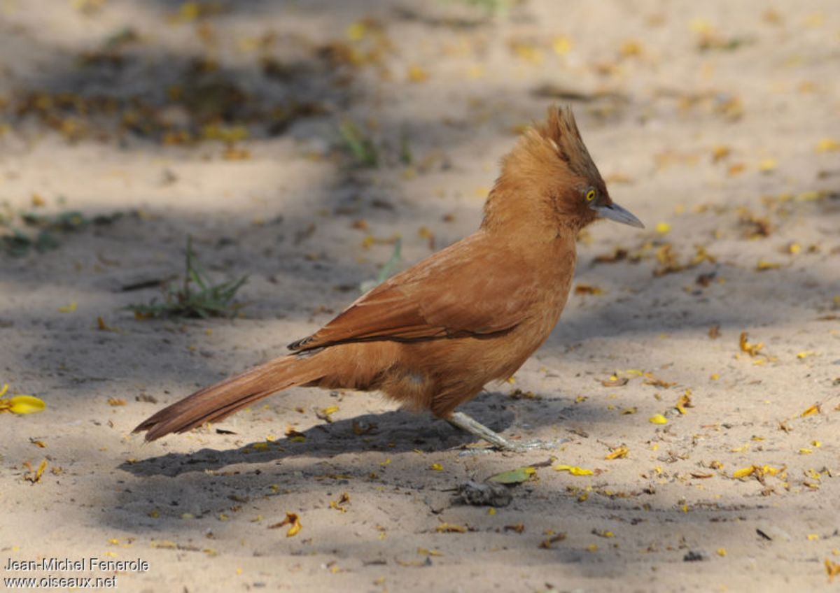 A beautiful Caatinga Cacholote is standing on the ground.