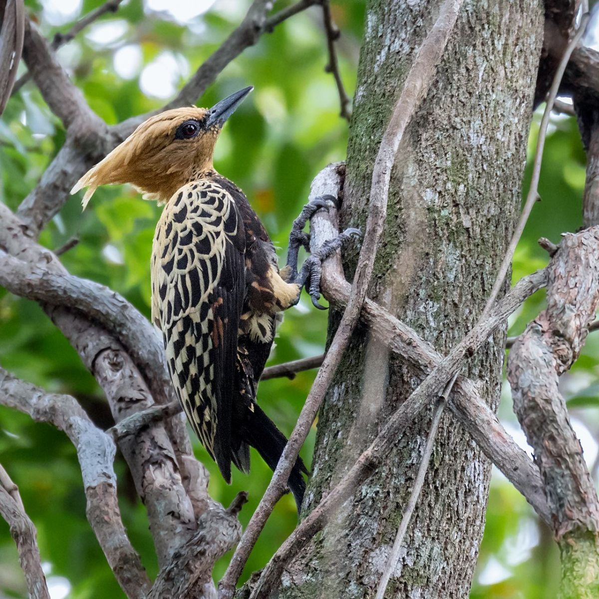 A beautiful Caatinga Woodpecker perched on a tree.