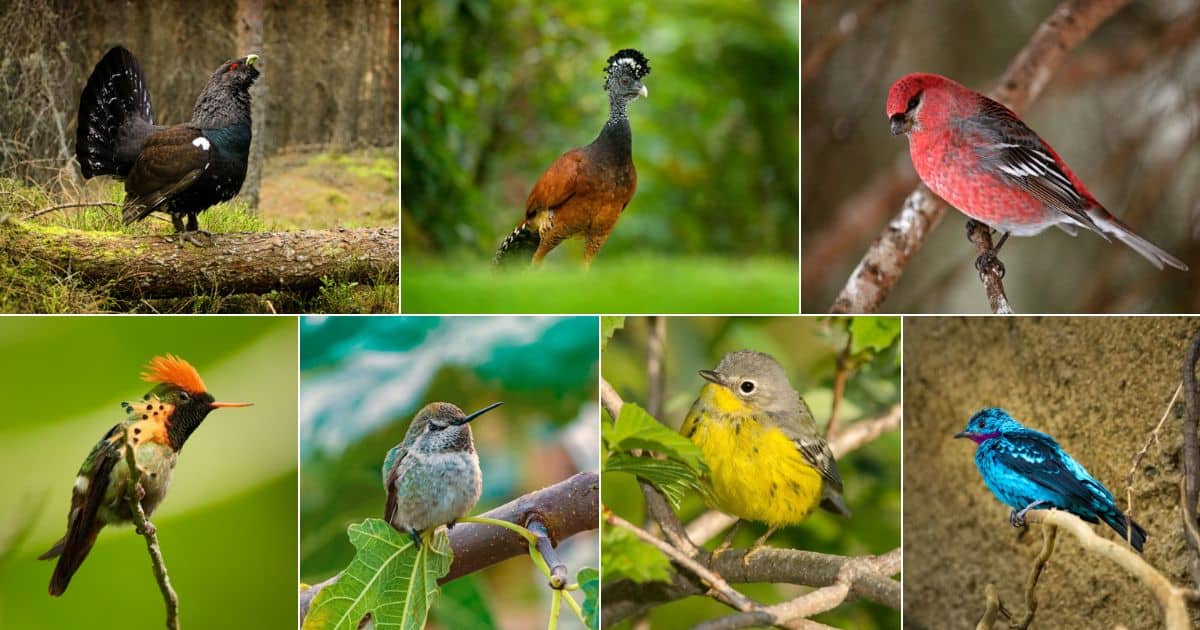 47 Bird Types That Start with C (With Pictures) - Bird Nature