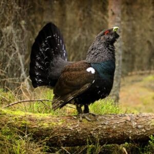 A majestic capercaillie standing on an old wooden log.