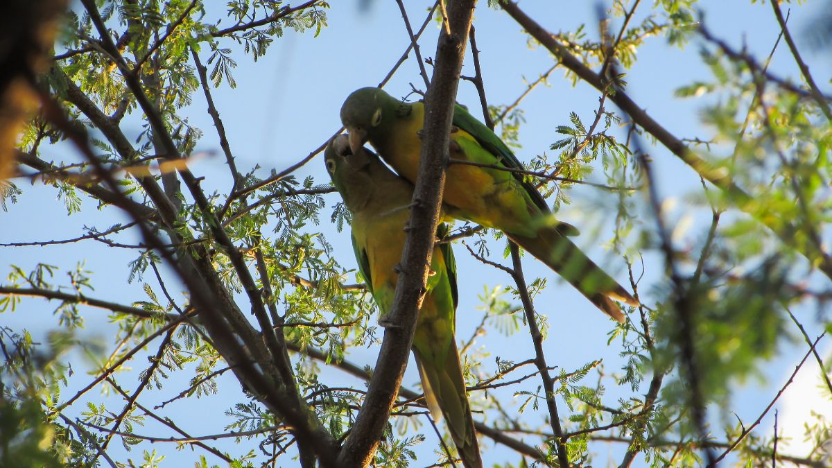 Two beautiful Caatinga Parakeets perched on a branch.