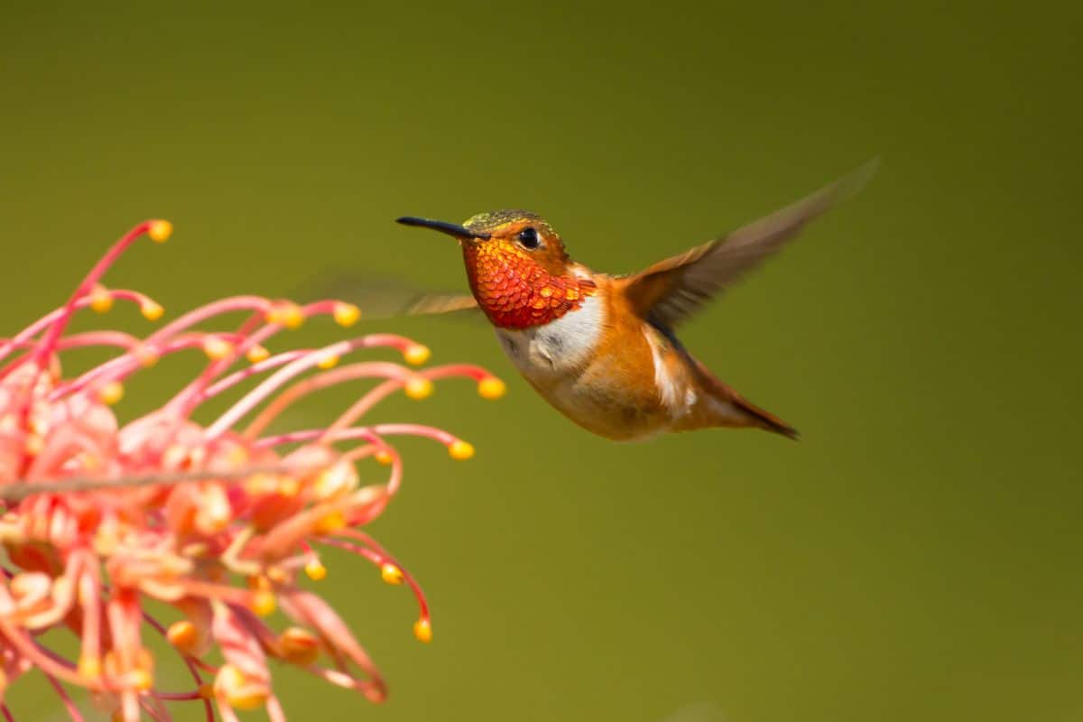Beautiful allen's hummingbird flying near a flower.