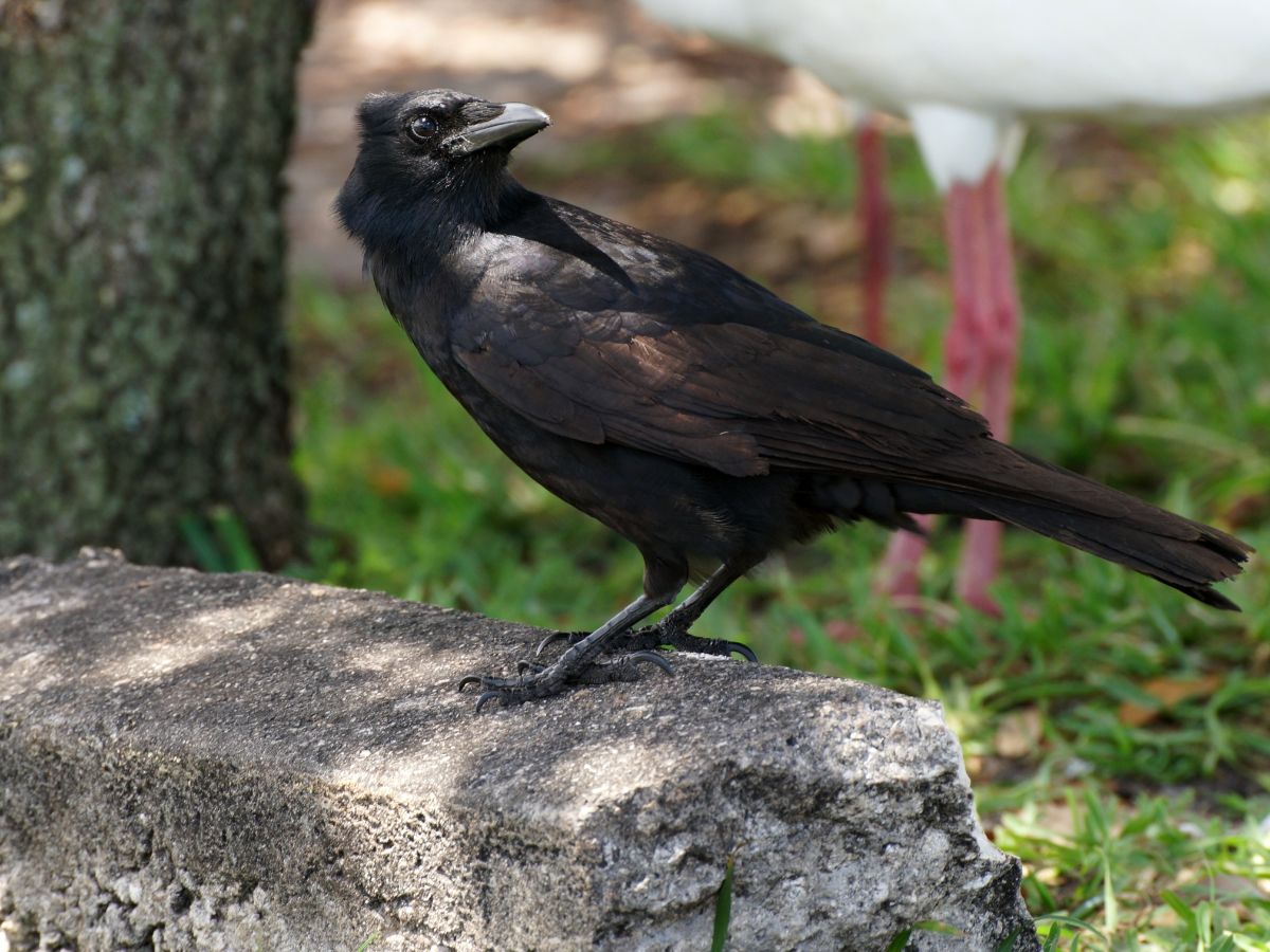 A beautiful American Crow perched on a concrete curb.