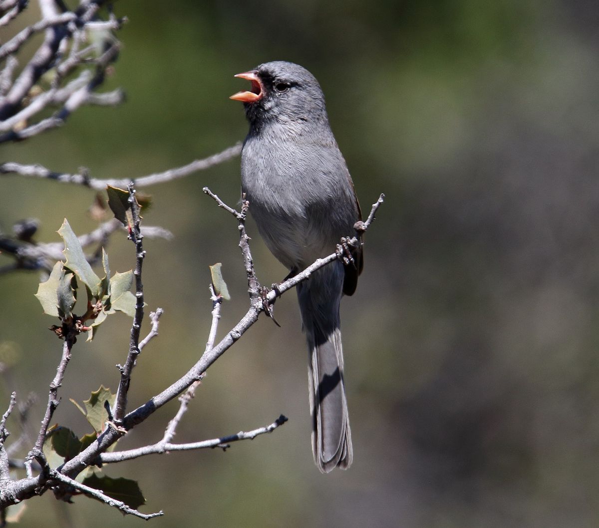 A cute Black-Chinned Sparrow perched on a thin branch.