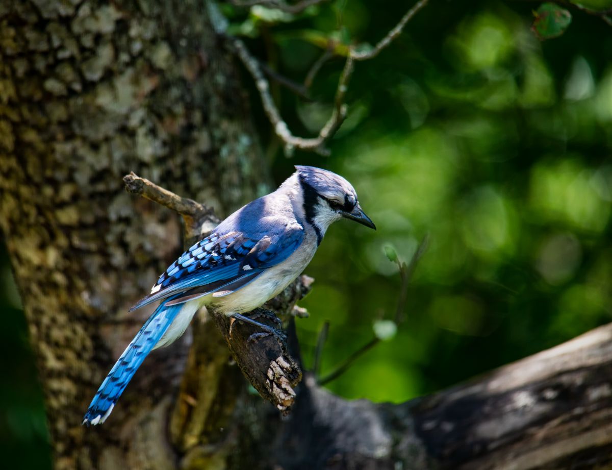 A beautiful Blue Jay perched on a tree branch.