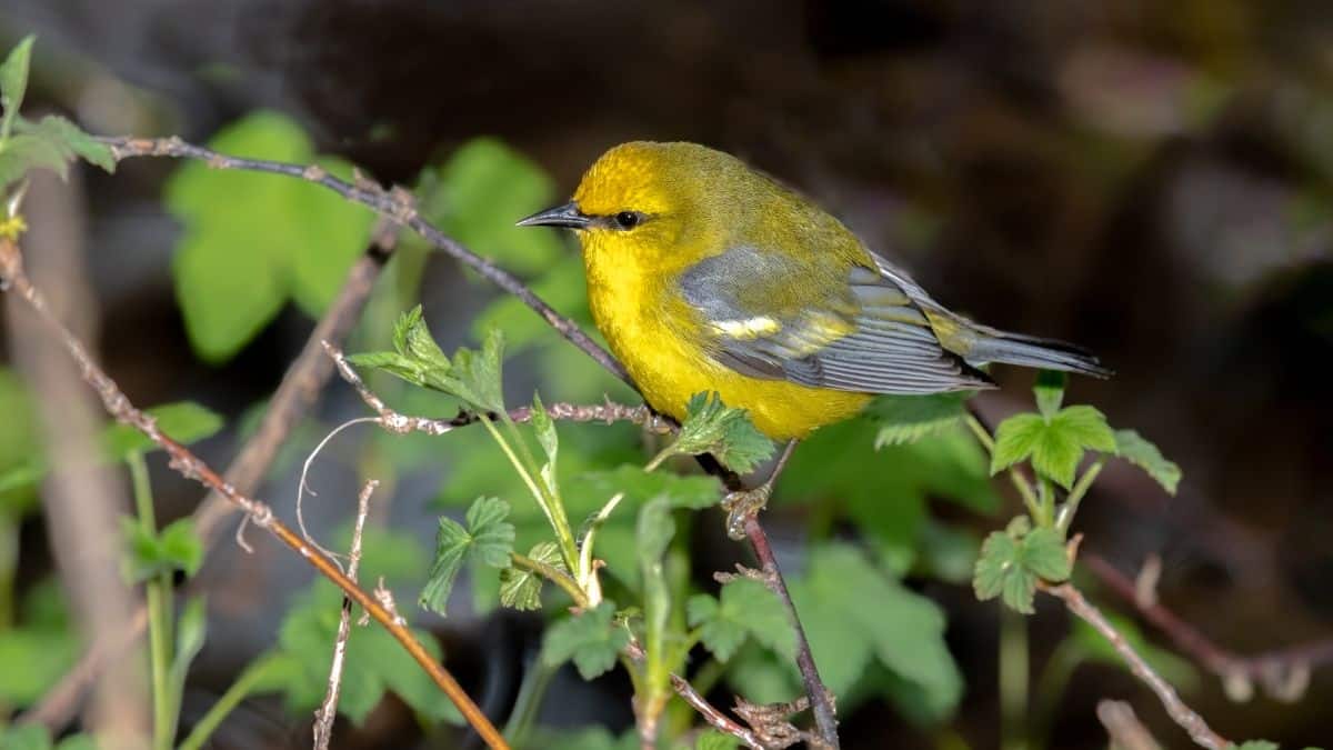 A cute Blue-winged Warbler perched on a thin branch.
