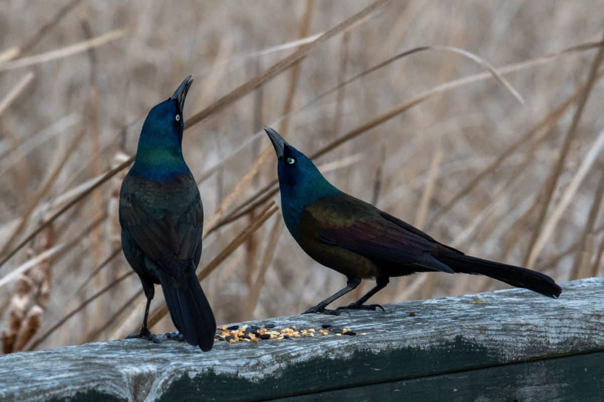 Two Boat-tailed Grackles standing on a wooden log.