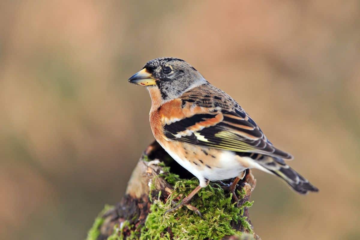 Cute Brambling stadning on an old wooden pole.