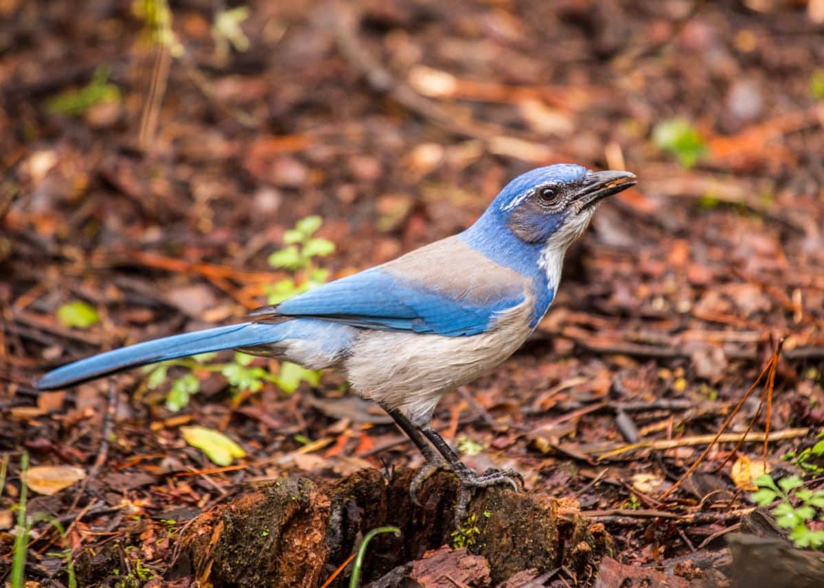 A beautiful California Scrub-Jay standing on an old log.