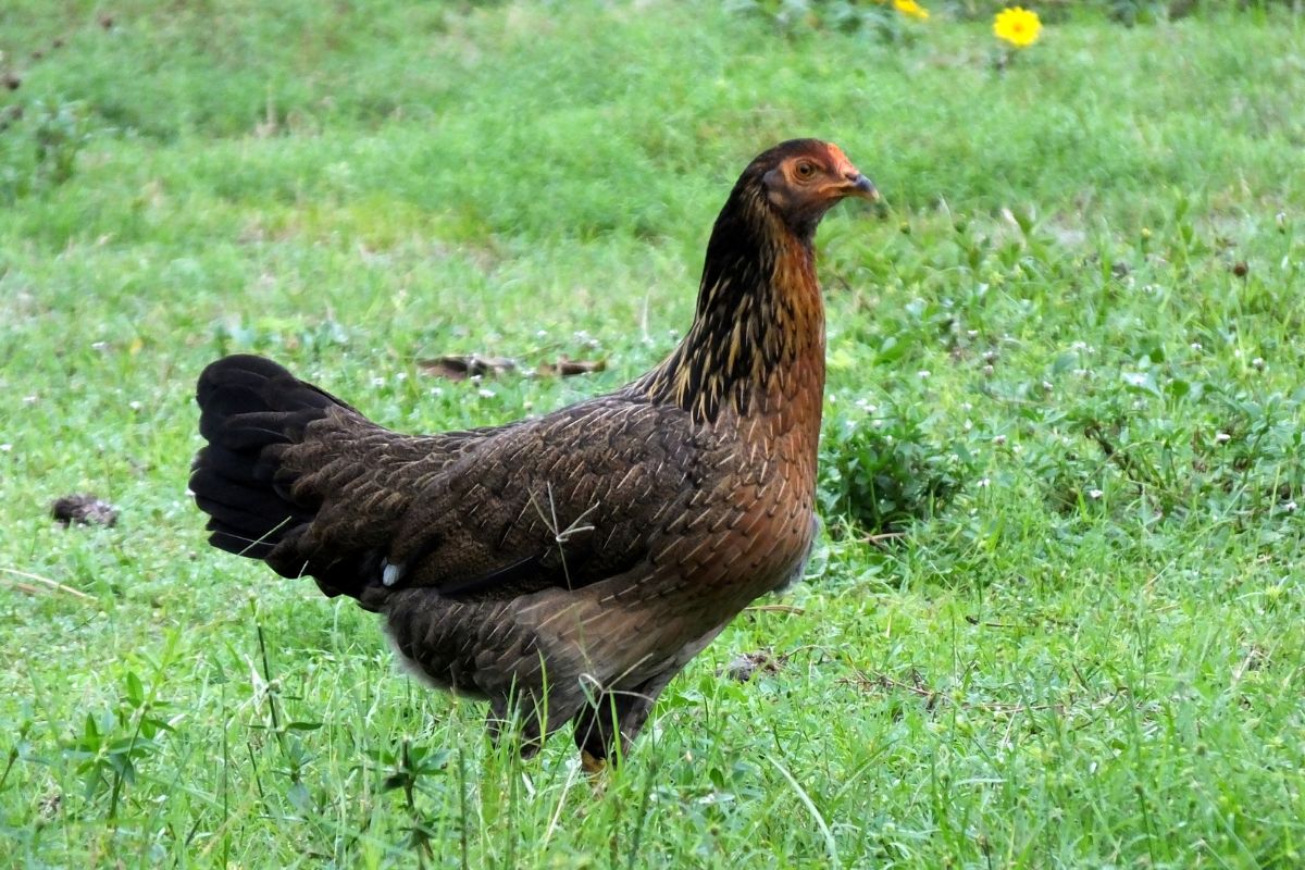 A brown chicken standing on a green pasture.