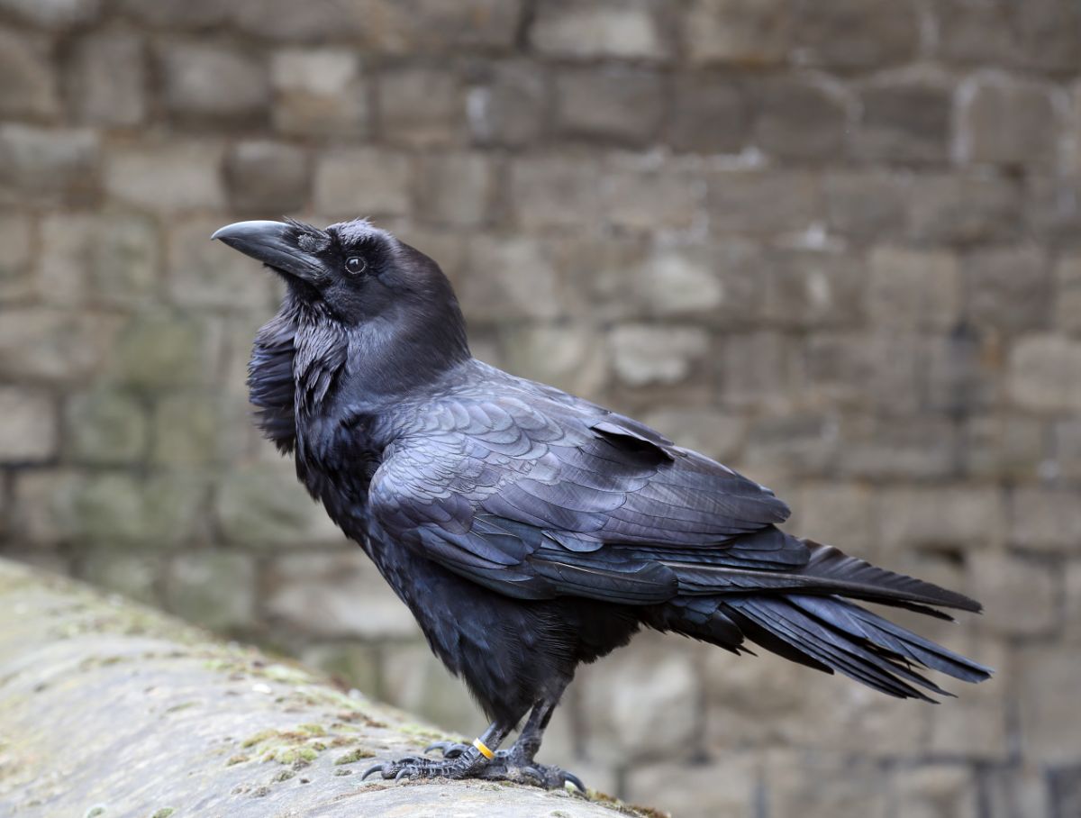 A beautiful Crow on a concrete railing.