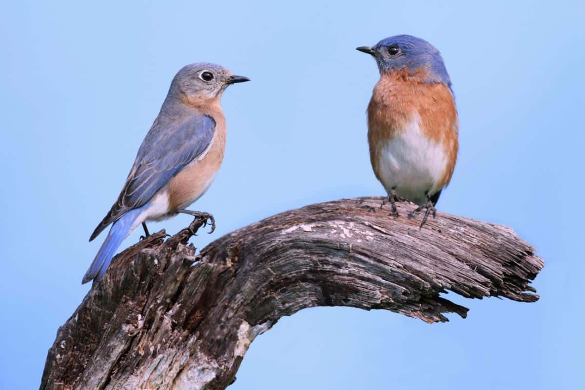 A pair of beautiful Eastern Bluebirds on an old broken branch.