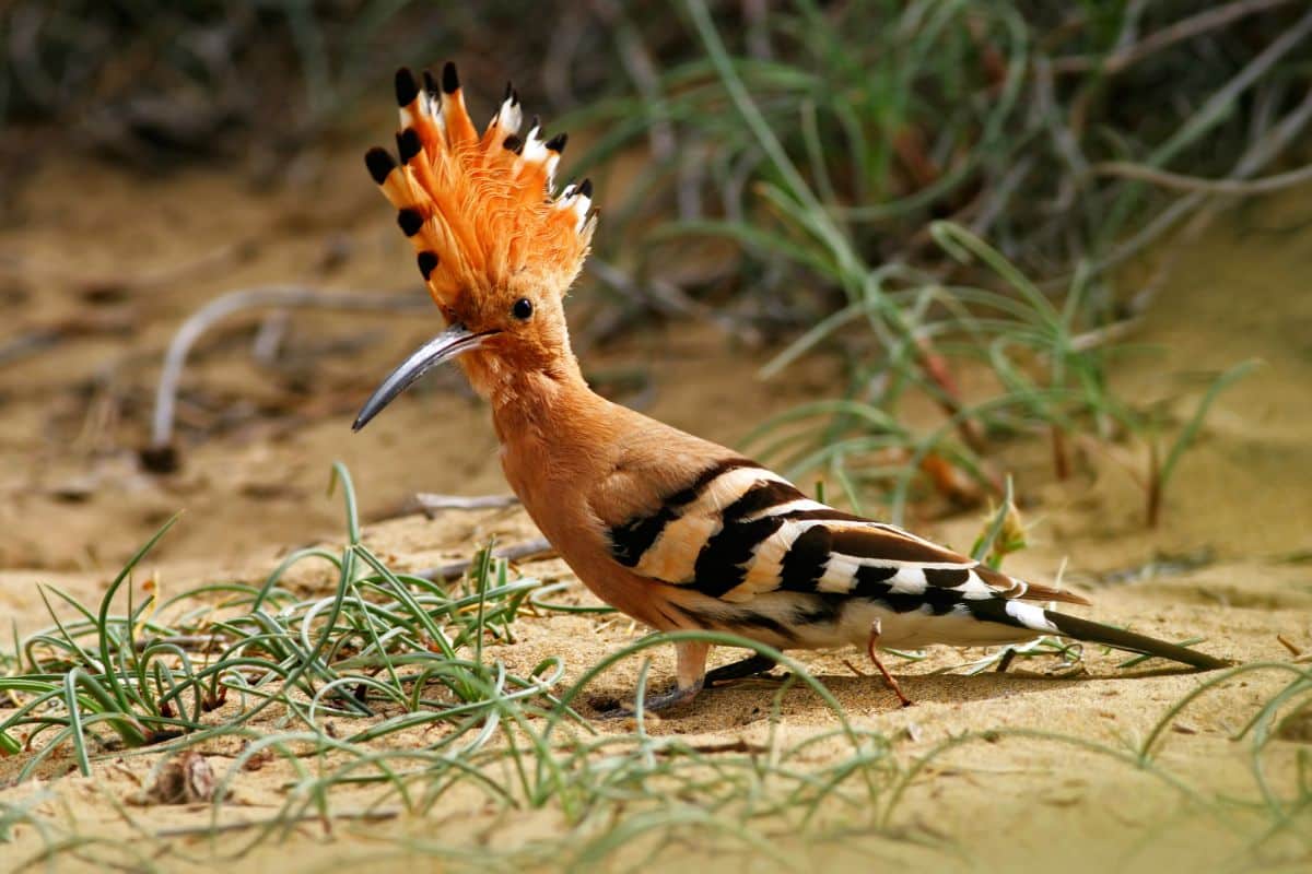 A cool-looking Eurasian Hoopoe walking on sand.