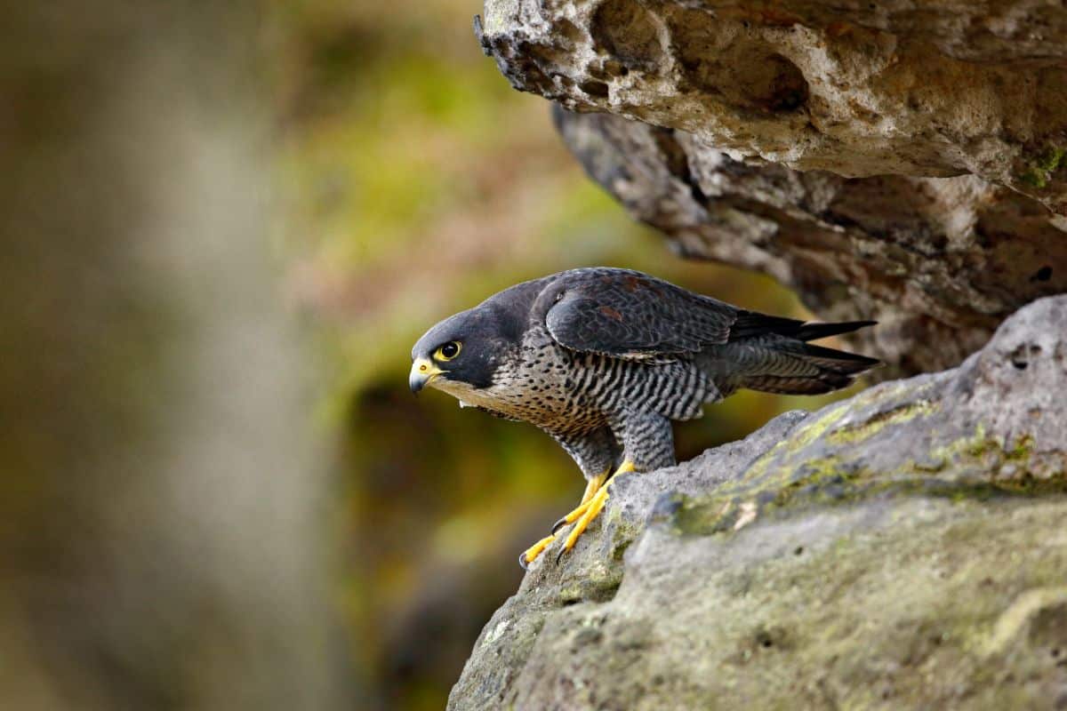 A beautiful Falcon perched on a big rock.