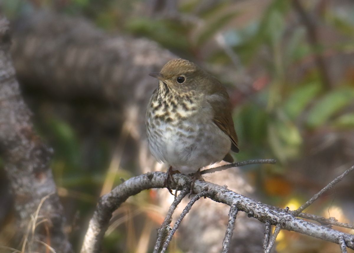 A cute Hermit Thrush perched on a branch.