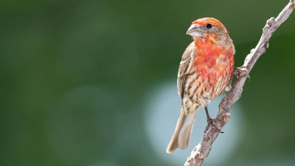 An adorable House Finch perched on a branch on a sunny day.