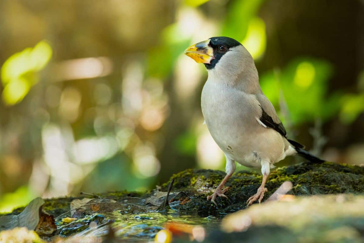 A beautiful Japanese Grosbeak standing on rock covered by a moss.