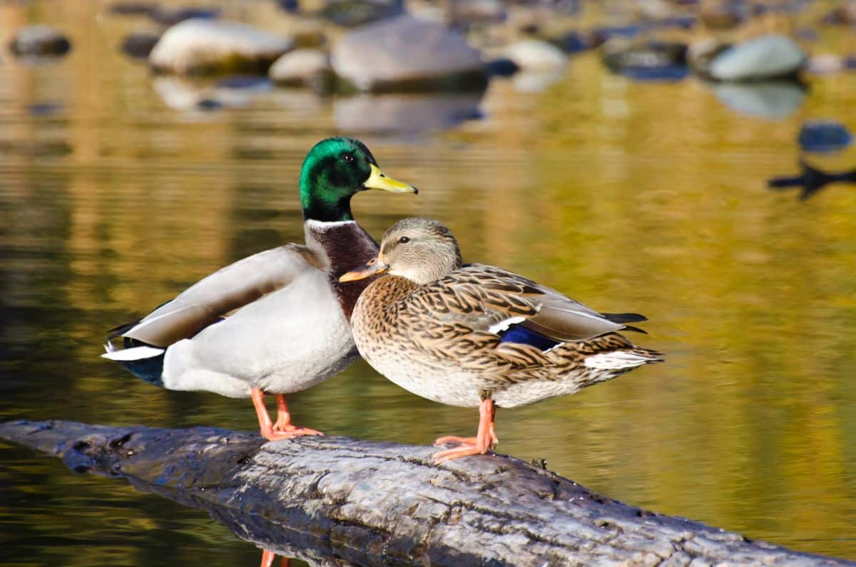Two beautiful Mallards standing on a wooden log in the water.