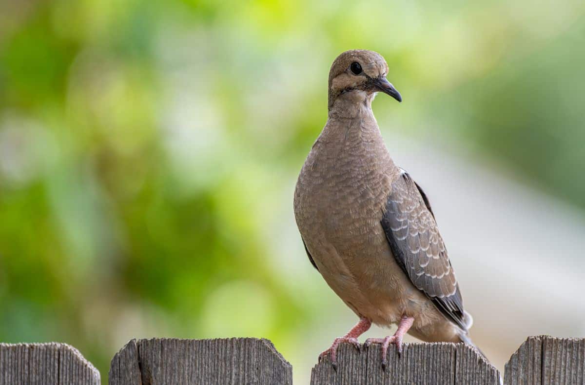 A cute Mourning Dove perched on a wooden fence.