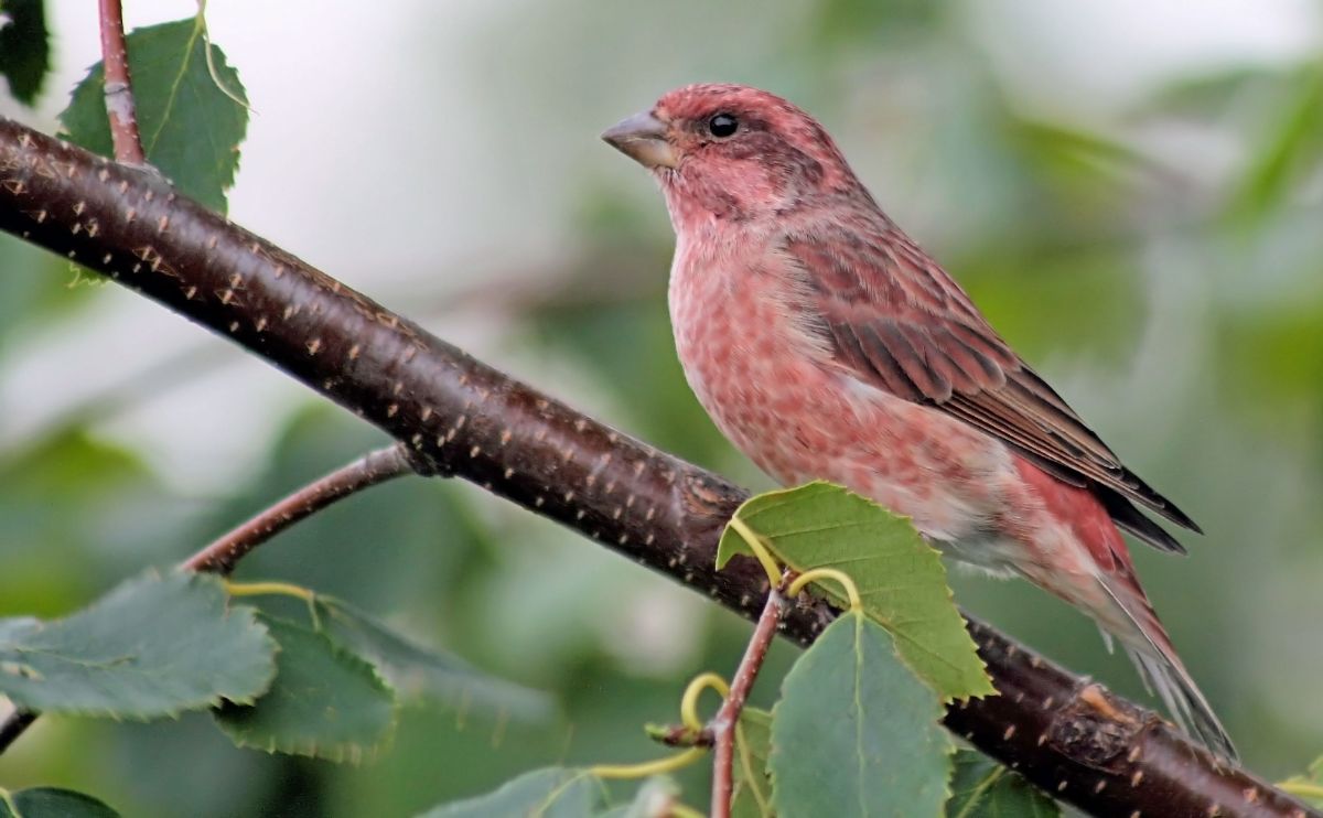 A beautiful Pine Grosbeak perched on a branch.