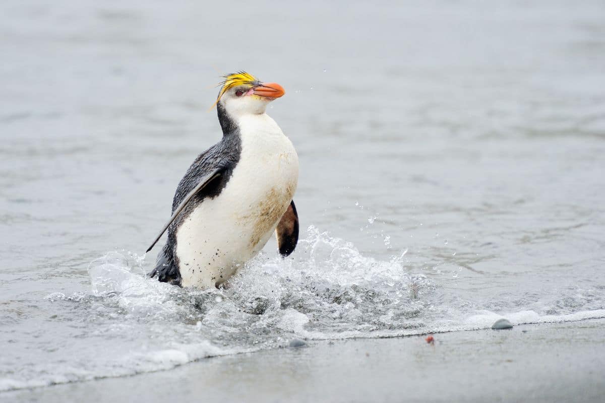 A beautiful Royal Penguin walking out from the sea.